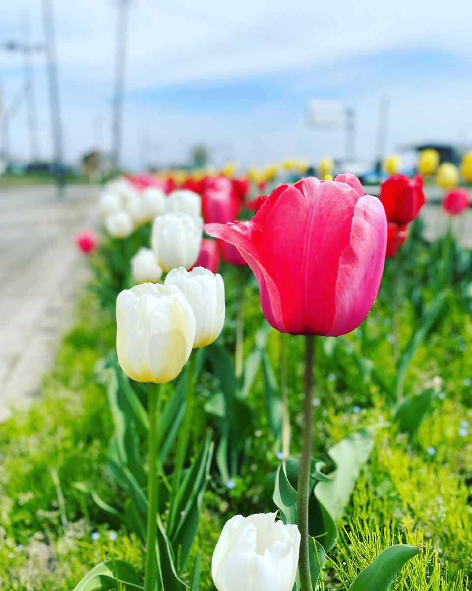 ehonncafe's tweet photo. あめのちはれです😊

チューリップがキレイです🌷✨
4月も後半に入りました😊みんなで協力して頑張って行きます✨

利用者さん募集中です😊
https://t.co/QgoXzP7kjl

#南魚沼市
#就労継続支援b型 
#チューリップ
#福祉施設
#あめのちはれ https://t.co/tnHrbRPF1W