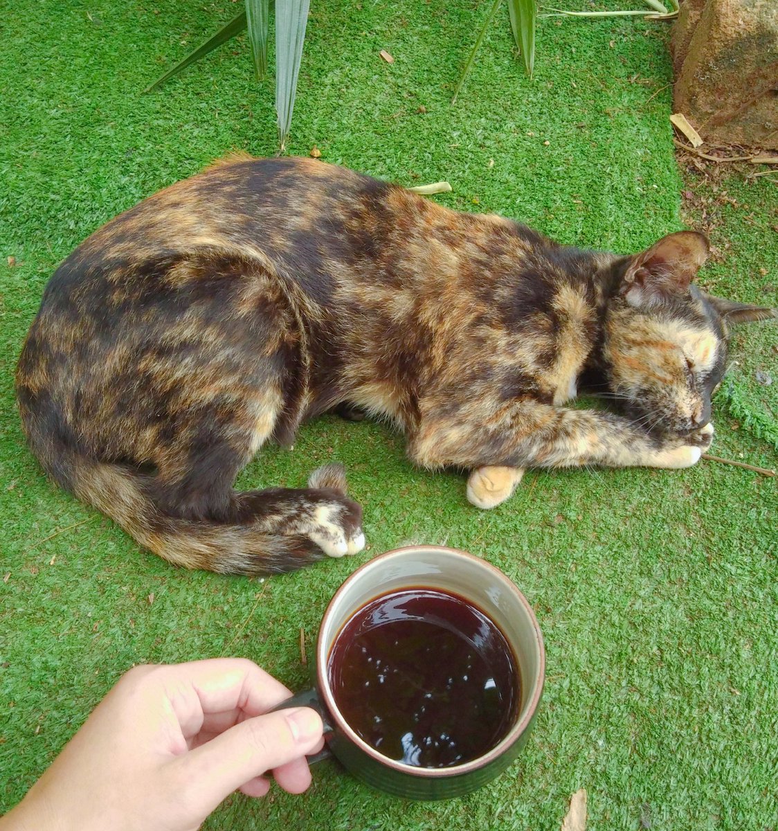 Morning coffee
Morning cat
กาแฟมั๊ยเหมียว ดูง่วงตลอดเวลา
หลับสบายเลยน๊าา