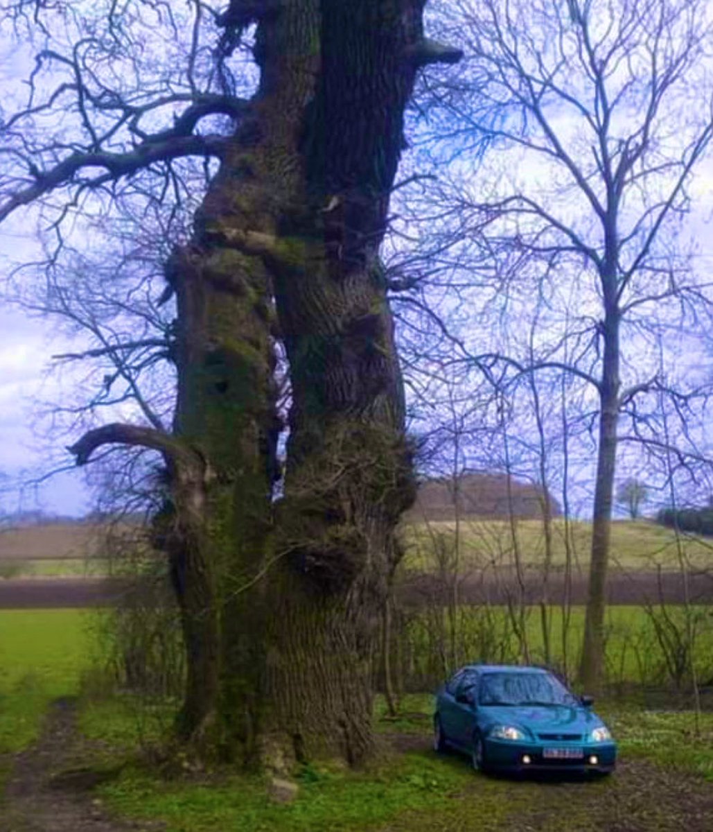 - Ministry of Swedish Oaks 🇸🇪 - tweet media