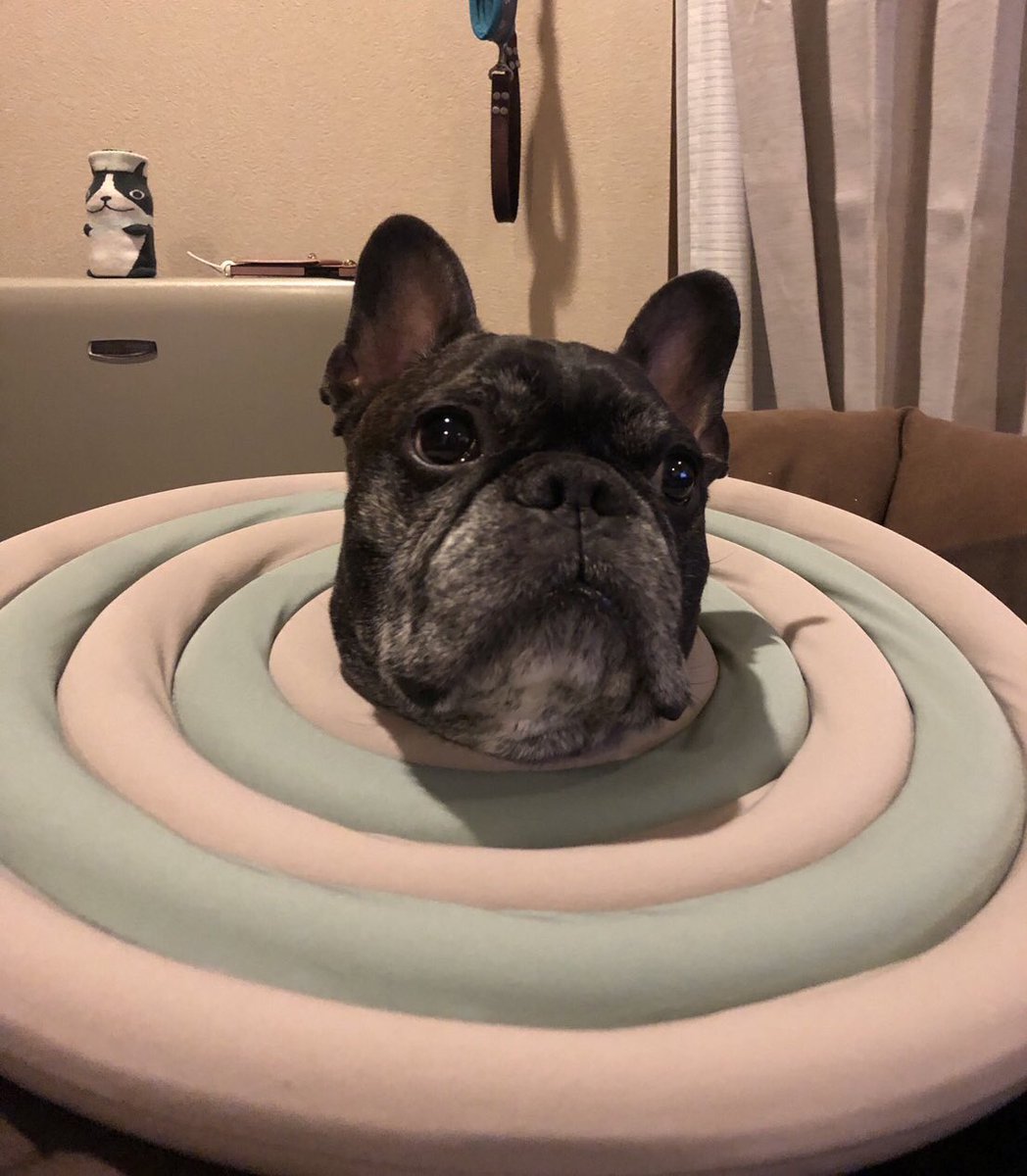 Misya28's tweet image. 病院🏥で大暴れして…
爪切りを自分達でする事しか選択肢がなくなった我が家。
さぁ　頑張ろうか…😥