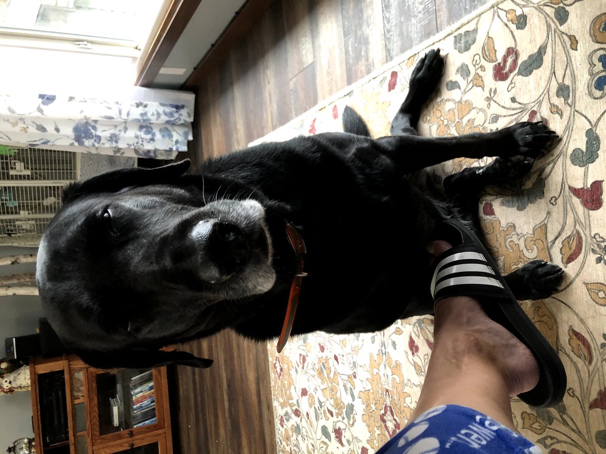 rainbasin's tweet photo. I had to say goodbye to #LabradorousRex. I enjoyed sharing my time with her and sharing her with you. She was the best good girl. 😭 https://t.co/lwFdtUBJgJ
