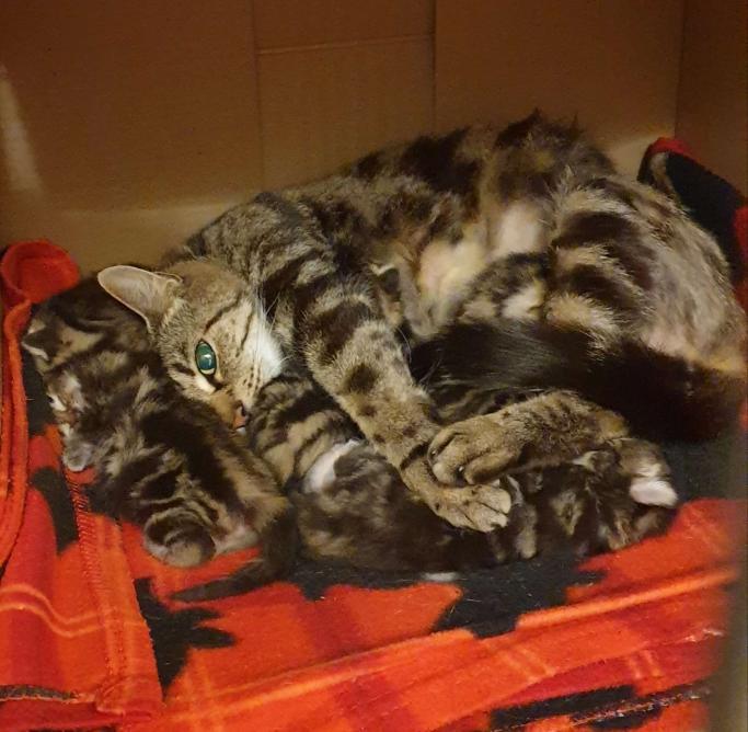 County Cat Rescue & Sanctuary (@countycatrescue) / Posts / X