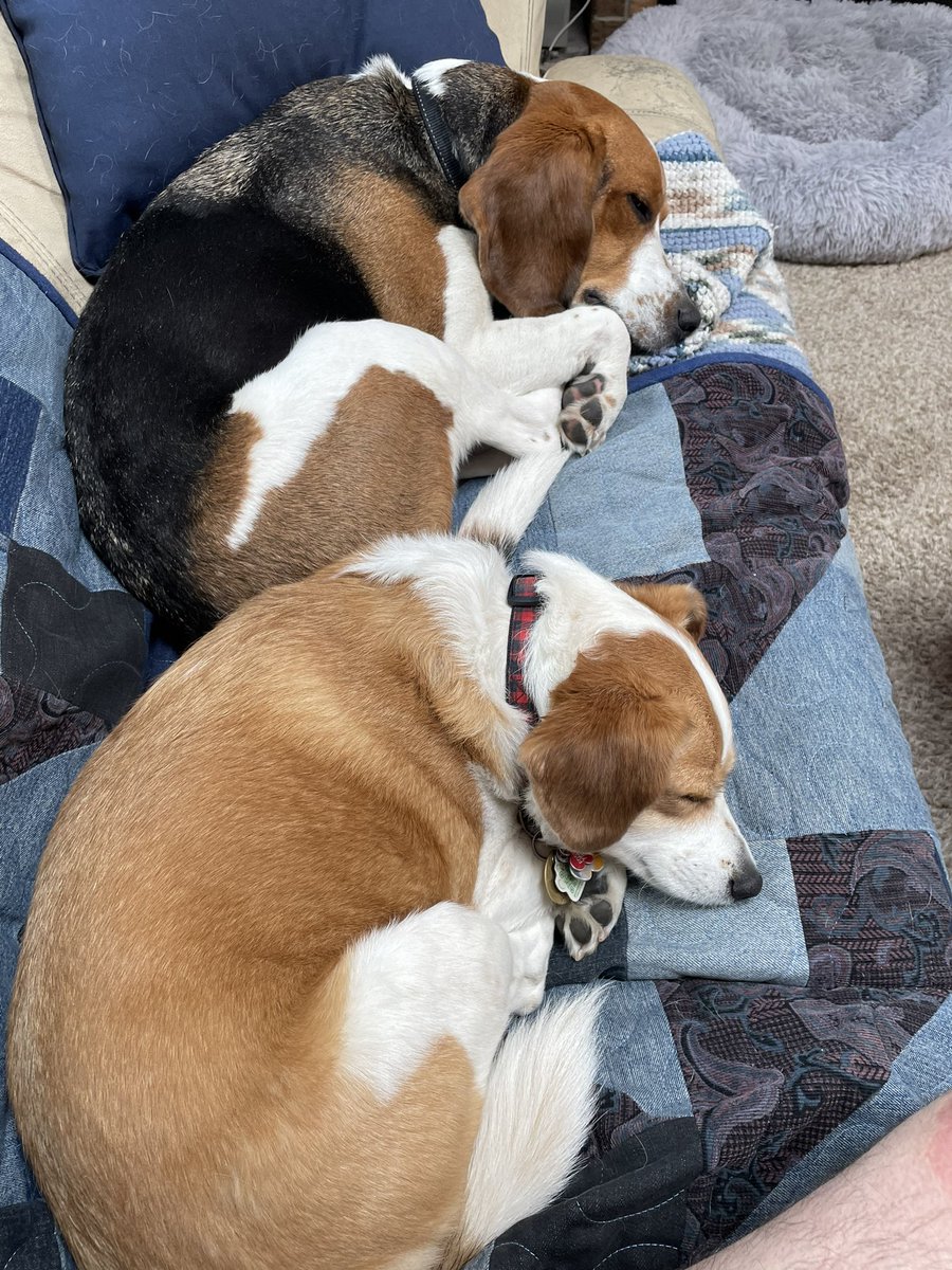 We just got home from <a href="/K9CLUBEdmonton/">K9 CLUB</a> doggie daycare and now I hear “Tucker” is a trending topic on Twitter. If it’s because he’s getting treats from everyone I am going to be very upset.