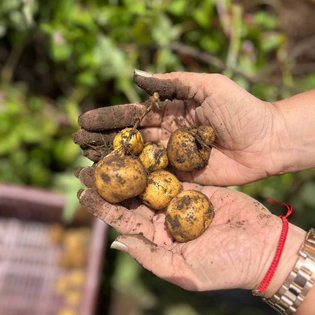 Abacocol's tweet photo. Los #BancosdeAlimentos de Colombia estuvimos hoy en una jornada del programa #REAGRO bajo el liderazgo de @fundacionsaciar
Recorrimos algunas fincas que hacen parte del proceso, conociendo a los donantes y aprendiendo sobre el programa.
Gracias a quienes hacen esta labor posible. https://t.co/zGq5Aimdg9