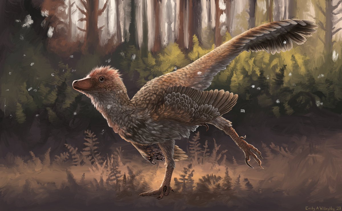 eawilloughby's tweet photo. I finished the sketch I posted a while back of Daurlong, a recently-described little dromaeosaurid dinosaur from Early Cretaceous (Aptian) China. Cute little fellow! https://t.co/OBSUG7ioeS