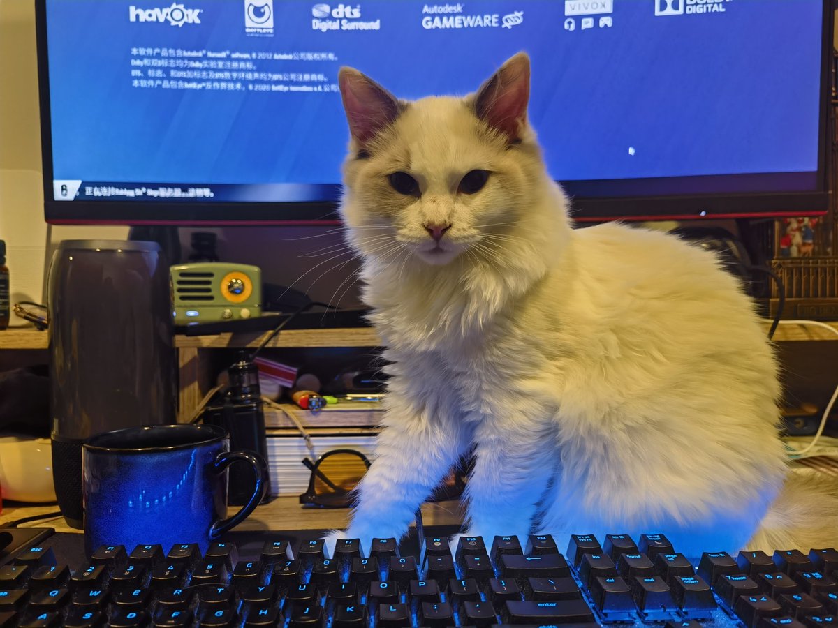 Technoisefk85's tweet photo. 喝水猫风骨 https://t.co/DOSAH0dfcU