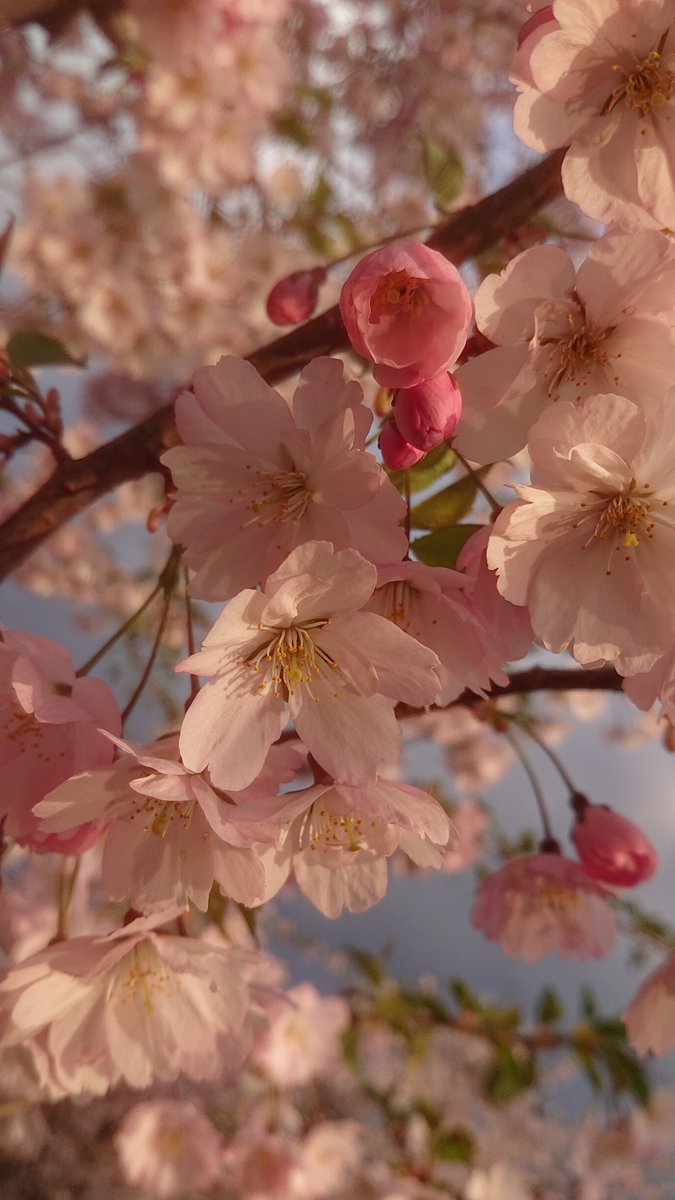 If your heart is in love, you can do anything.... 😊 

Vanessa Paradis

#heart #love #VanessaParadis #sakura #spring #blossom