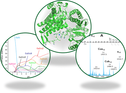 bhkenlo's tweet photo. Histidine-Rich C-Terminal Tail of Mycobacterial GroEL1 and Its Copper Complex─The Impact of Point Mutations https://t.co/IswN9yzUoh Rola, Potocki, and co-workers @InorgChem #copper #histidine_rich #HRCT #GroEL1 #peptides #mutants #His11 #binuclear https://t.co/9LqVRJ4uU9