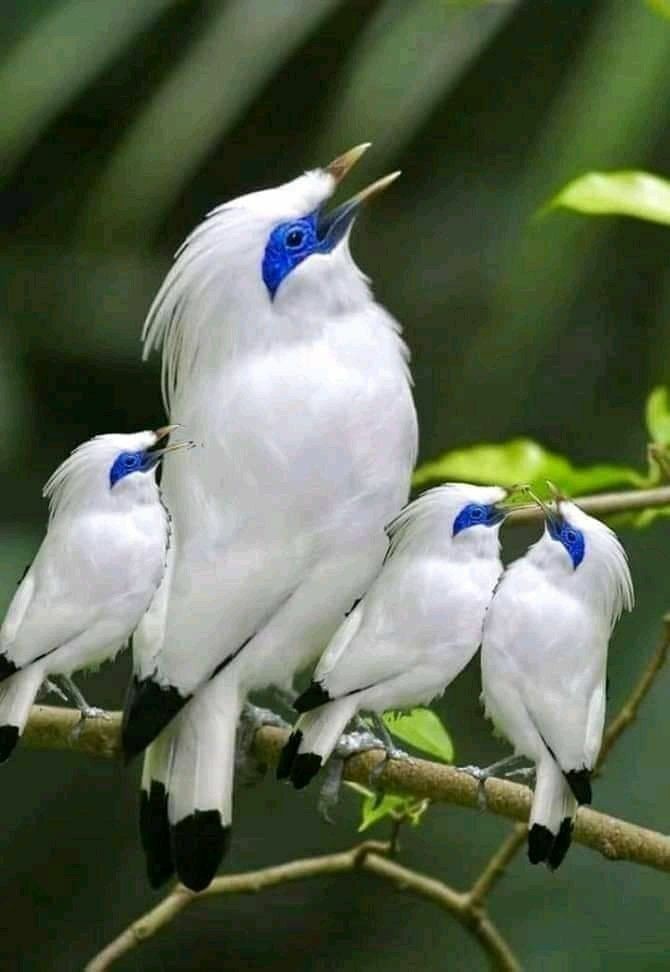 Beautiful birds
