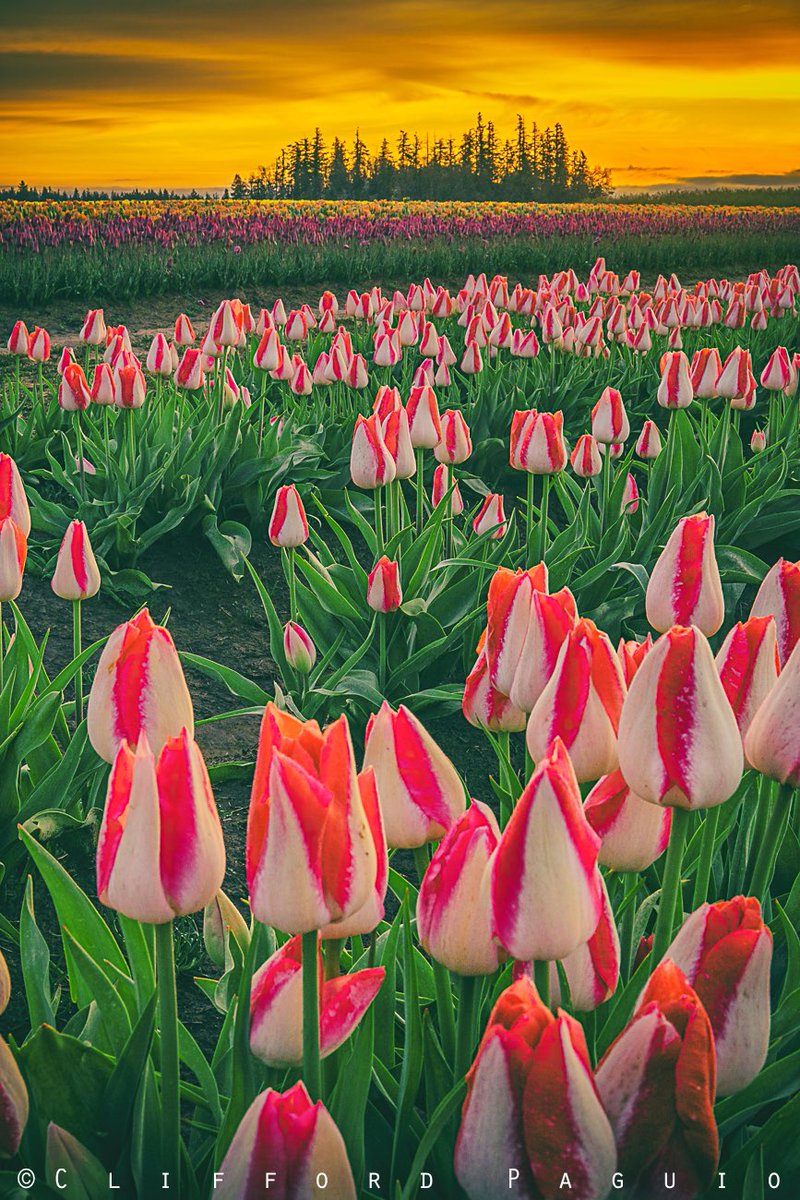 What an amazing sunrise this morning at  Wooden Shoe Tulip Farm  🌷🌷🌷🌷🌷
#sunrise #oregon #oregonian #tulips #pnw #photooftheday