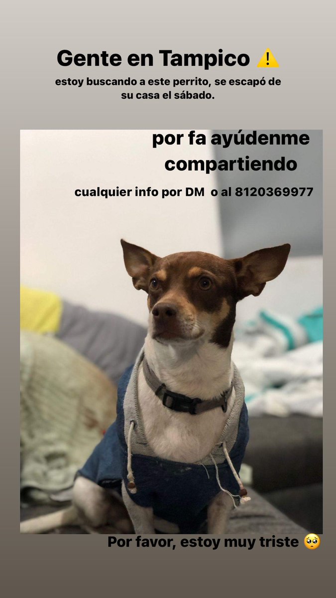 pasteldecocoa's tweet photo. entonces yo lo pongo por aqui. Por favor si alguien lo ha visto en #tampico o en la zona de #tamos mándenme dm o whatsapp 🥺🥺🥺 ofrezco recompensa, y si no por favor denle RT al tweet 🥺🥺🥺🥺 https://t.co/54fXCHD5vV