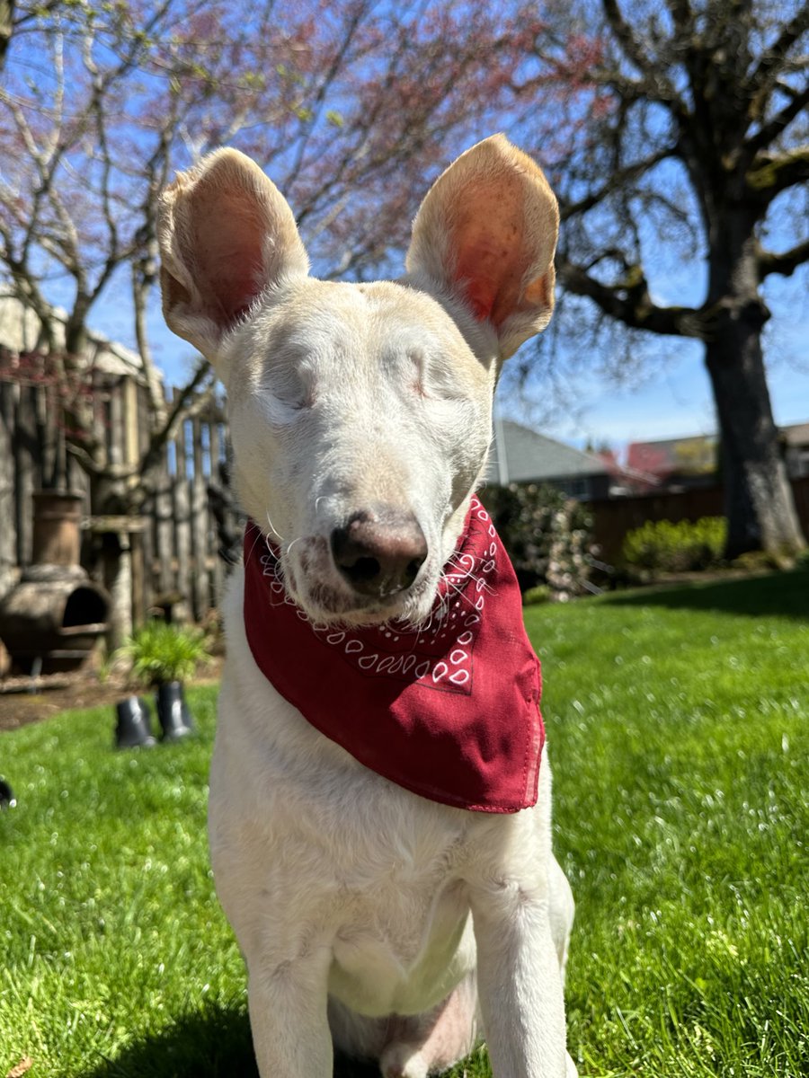 Who would agree our furry friends look 10x cuter with a bandana on???