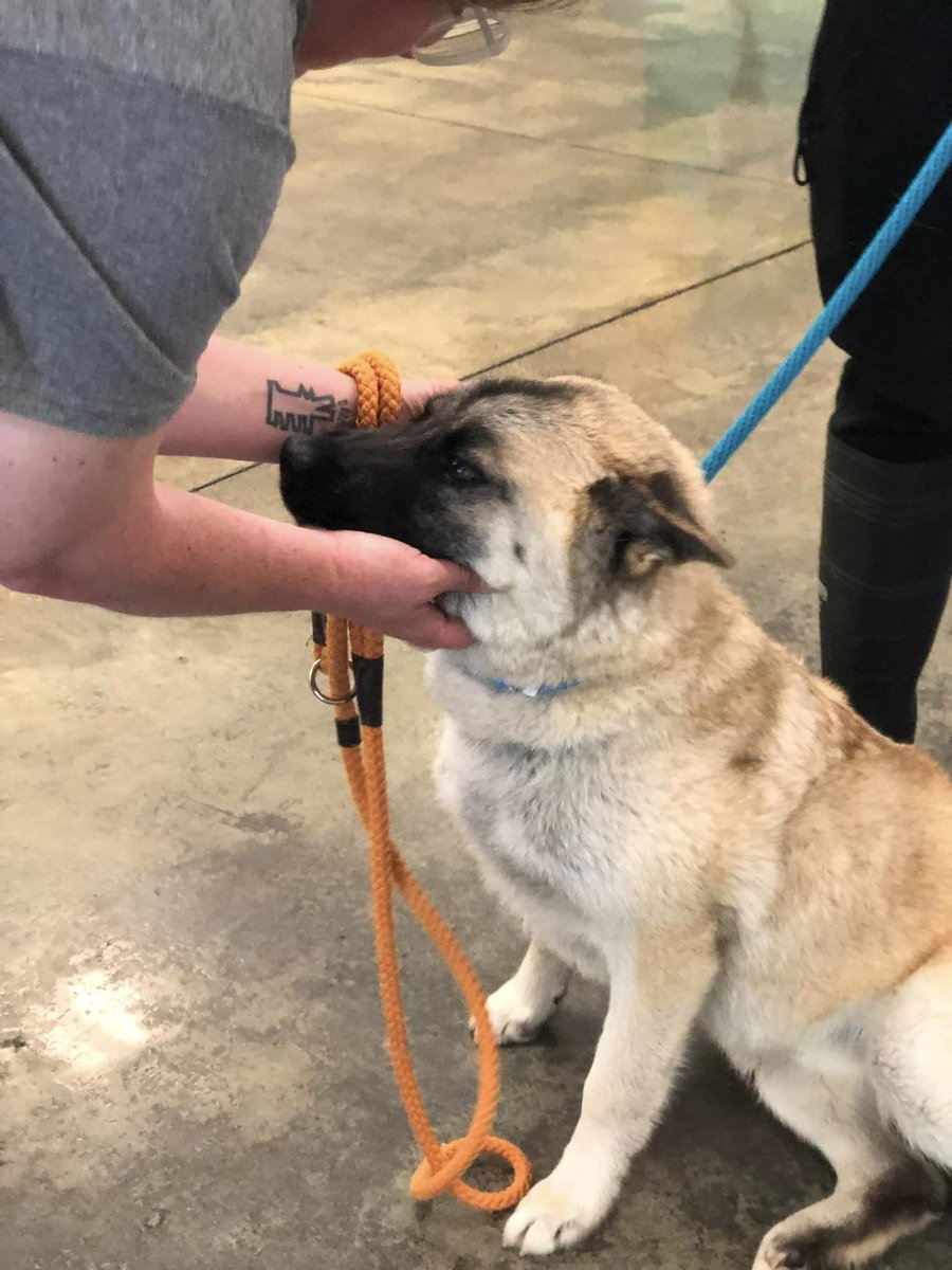 MAGSR welcomed Sandy to our rescue this week! We him within hours of the cut off list for euthanasia today. This poor guy has a broken femur and MAGSR was his only option.  Welcome to the MAGSR family Sandy!  We'll find you a home soon!
#adoptdontshop #rescue #onthemend #MAGSR