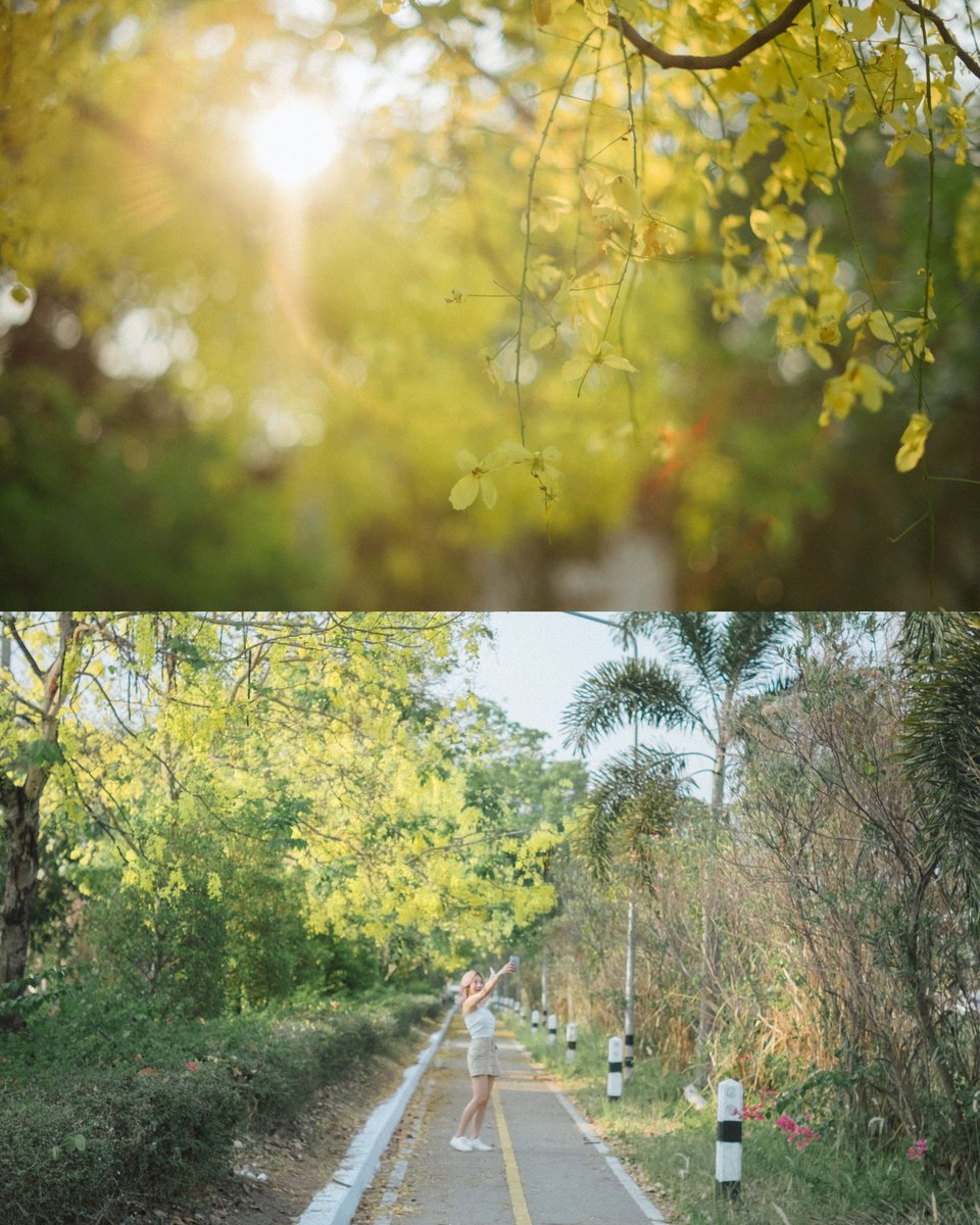 Champ_nitirak's tweet photo. Summer Vibes 🌼🌼
.
📌 จุดนี้อยู่ ตรงทางเข้า 700 ปีเลยค้าบ แนะนำ ไปช่วงเช้า ไม่เกิน 11 โมง หรือ ไปช่วง บ่าย 3 ถึง 4 โมง กว่าๆ แสงจะดีมากเลย
.
Fujixt1 / ttartisan 35 f1.4
#Nitirak #fujifilm_xseries #fujifilm #fujixt1 #รีวิวเชียงใหม่ #เชียงใหม่ #เที่ยวเชียงใหม่ #reviewchiangmai https://t.co/Fzkf3exh9O