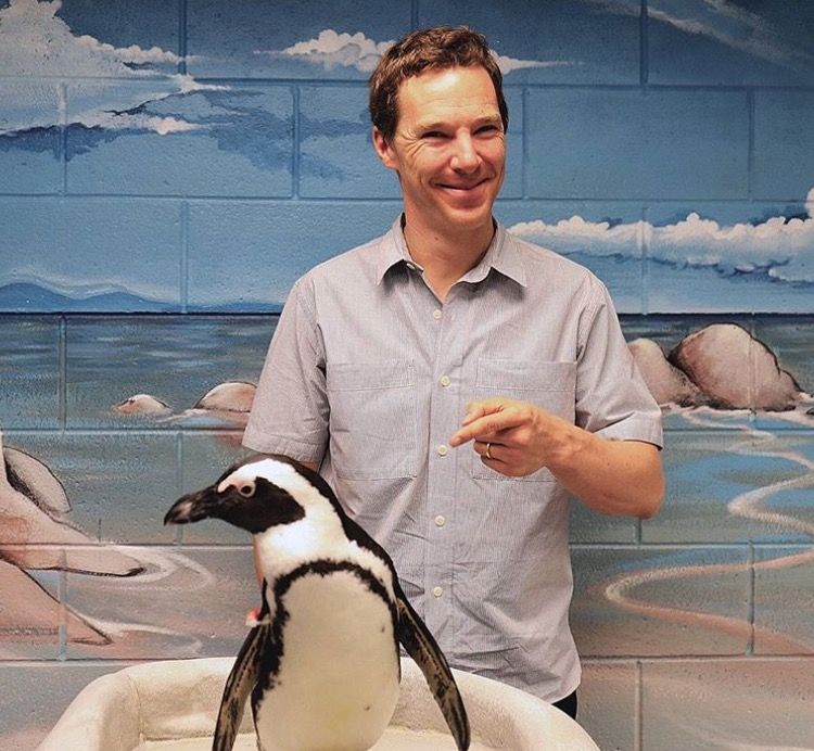 sapw's tweet photo. Happy #WorldPenguinDay #BenedictCumberbatch #Sherlock #DoctorStrange #pengwings https://t.co/ymUpj51qlD