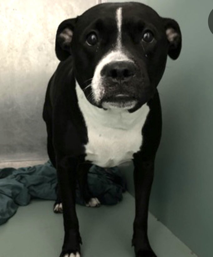 TomJumboGrumbo's tweet photo. Mo Money #168529’s OWNER DIED and she’s so traumatized by her predicament NYCACC wants her gone forever on Thursday. She arrived just APR 21 panicked and grieving for the life she once had. At age 4, they won’t give her any time to adjust. She needs an urgent family with older kids before they kill her. Please let’s save her: pledge RT Mo!
#RescueDogs #NewYork

https://t.co/wQK6J8M6aJ