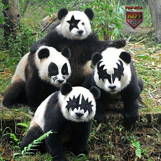 These Kiss-lovin' pandas love bamboo! We've got bamboo bedding that will have you calling Dr. Love in no time. 💋
Come here, big boys! Get in bed with us.
.
.
#metal #bamboo #kisspanda #cutepanda #giantpanda #panda #pandabear #pandabears #pandacute #pandaeyes #drlove #genesimmons