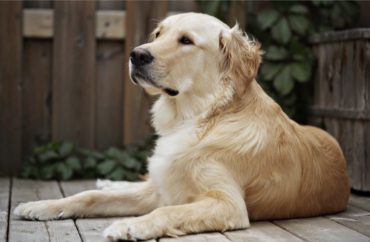 petermckinnon tweet media