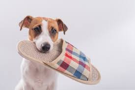ThePupPost's tweet photo. One time, my dog stole my neighbor's shoe and ran around the yard with it. When I tried to get the shoe back, my dog thought it was a game and ran away faster. Eventually, I had to trade a treat for the shoe.
🐶👟💨🏃♂️🍪 #DogThief #ShoeSnatcher #RunawayPup #TreatTrading https://t.co/Zfvj5cdo0J