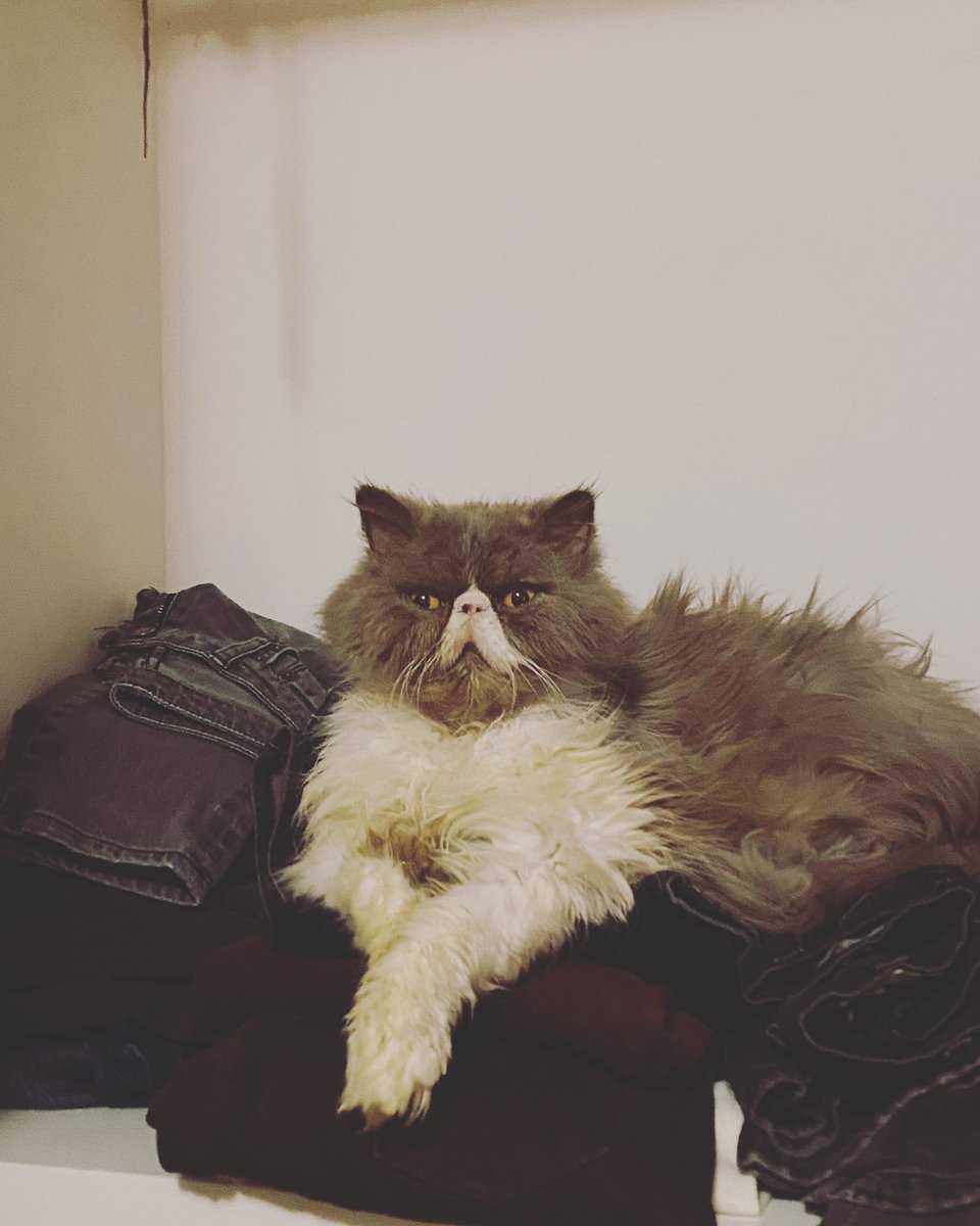 Had to let the love of my life, Colonel Puff Puff, go today. He beat cancer but kidney disease finally took him down. My heart is beyond shattered but I couldn’t let him suffer anymore. He walked me through the hardest 6 years of my life. Love &amp; miss you Colonel. #rip #petloss