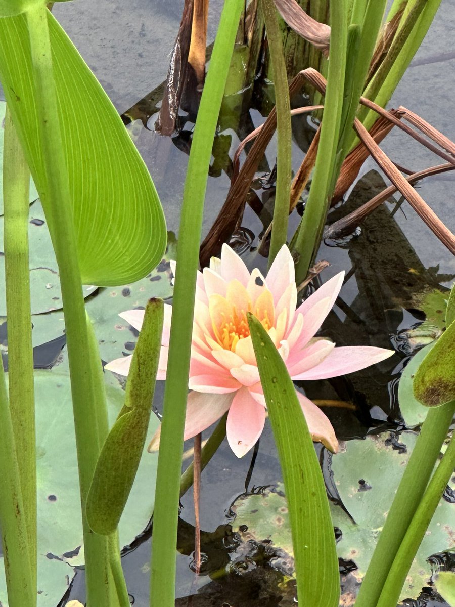🌺🌿 Just captured this stunning flower at the Wetland Park! Nature never ceases to amaze with its vibrant colors and delicate beauty. 📸💚 #NaturePhotography #WetlandWonders #FlowerPower #GetOutdoors