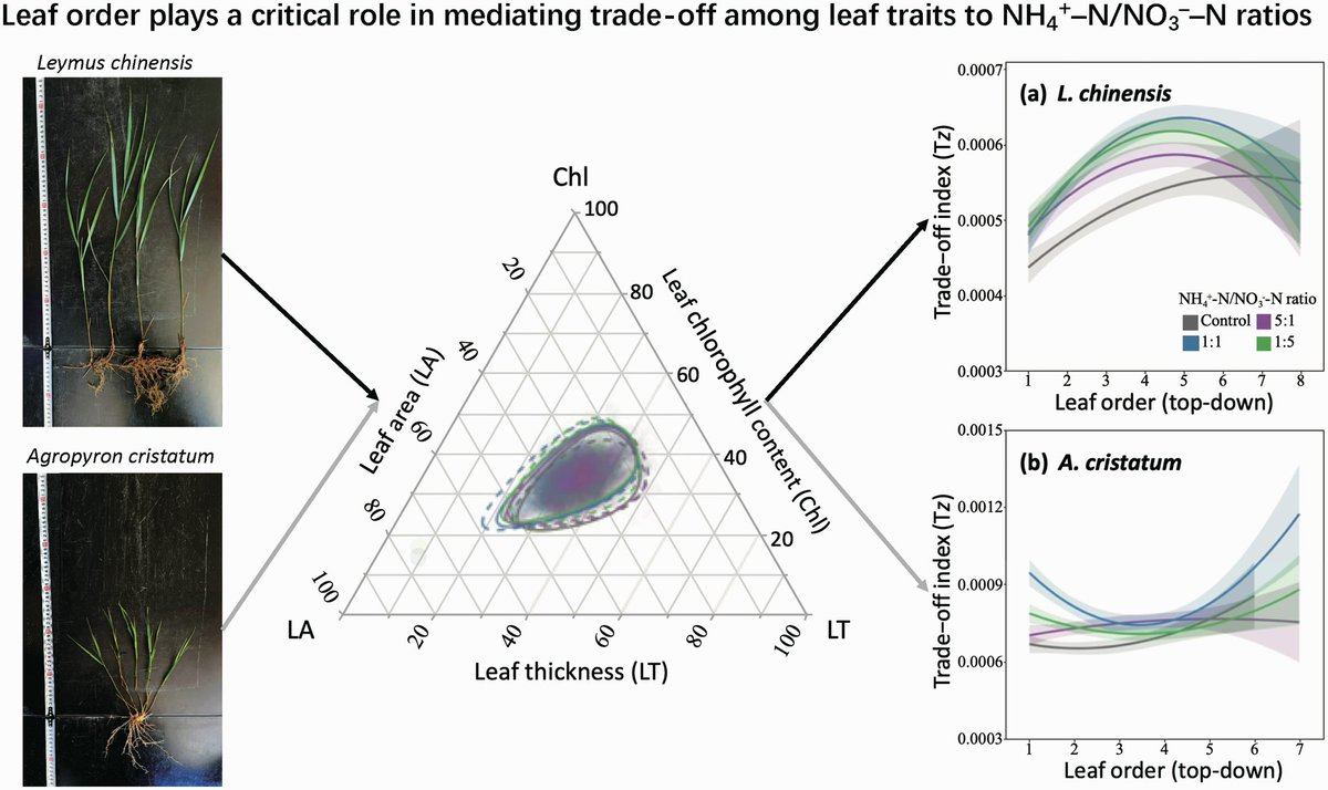 Leaf traits of clonal grasses responding to the ratios of ammonium to nitrate in a semi-arid grassland: leaf order matters doi.org/10.1093/jpe/rt…