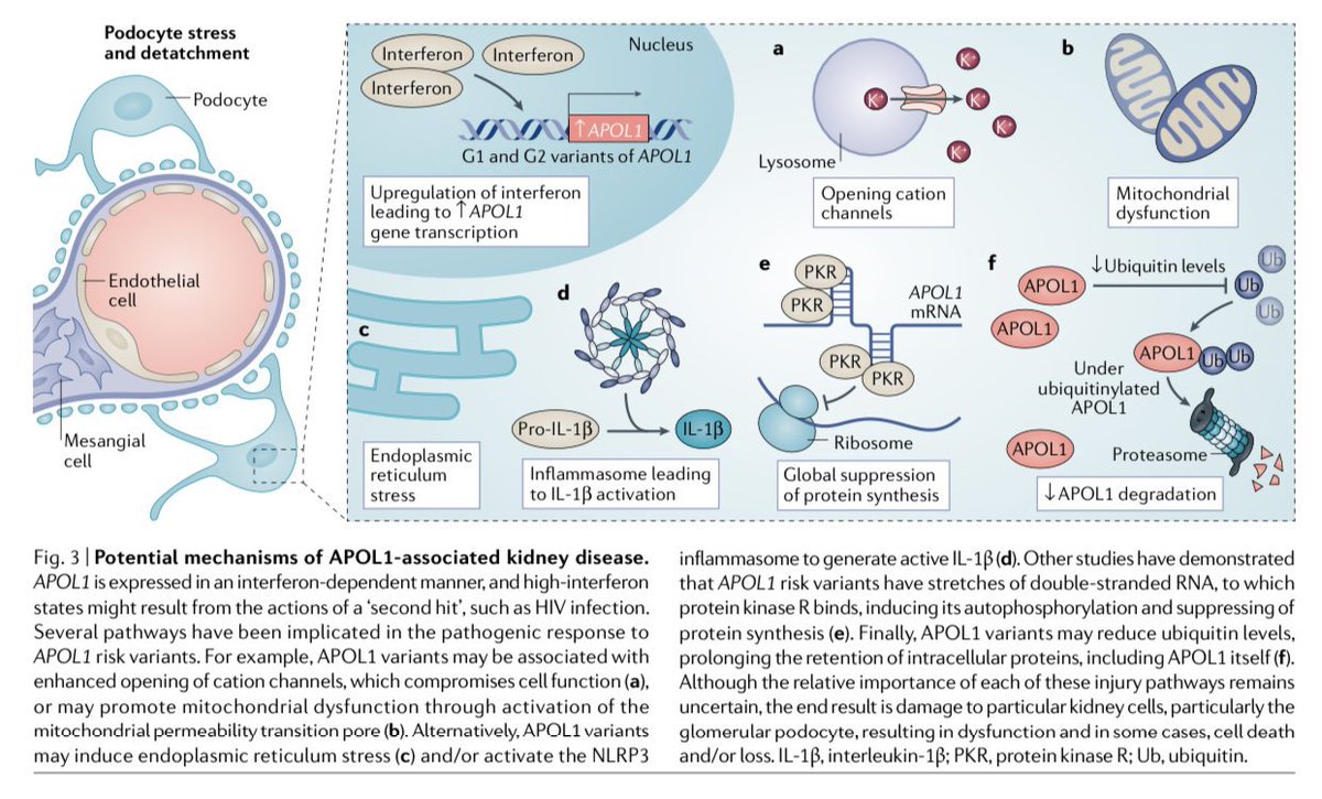 edgarvlermamd's tweet photo. APOL1 associated kidney disease ca. 2022 from @NatRevNeph #Nephpearls #PathophysiologyPearls #NephJC

👉🏼 https://t.co/M0nQVfqznn https://t.co/tzgx3WDygf