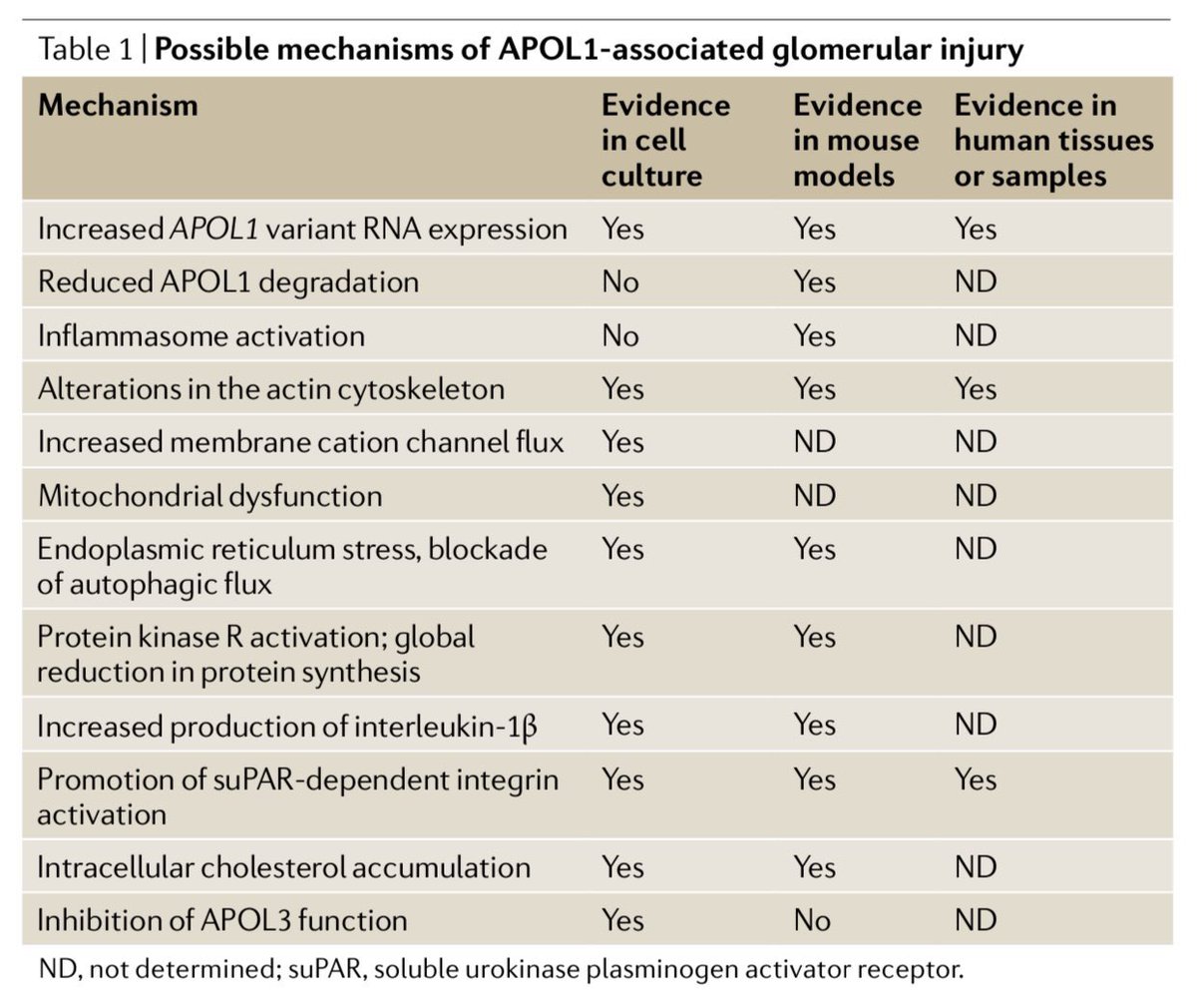 edgarvlermamd's tweet photo. APOL1 associated kidney disease ca. 2022 from @NatRevNeph #Nephpearls #PathophysiologyPearls #NephJC

👉🏼 https://t.co/M0nQVfqznn https://t.co/tzgx3WDygf