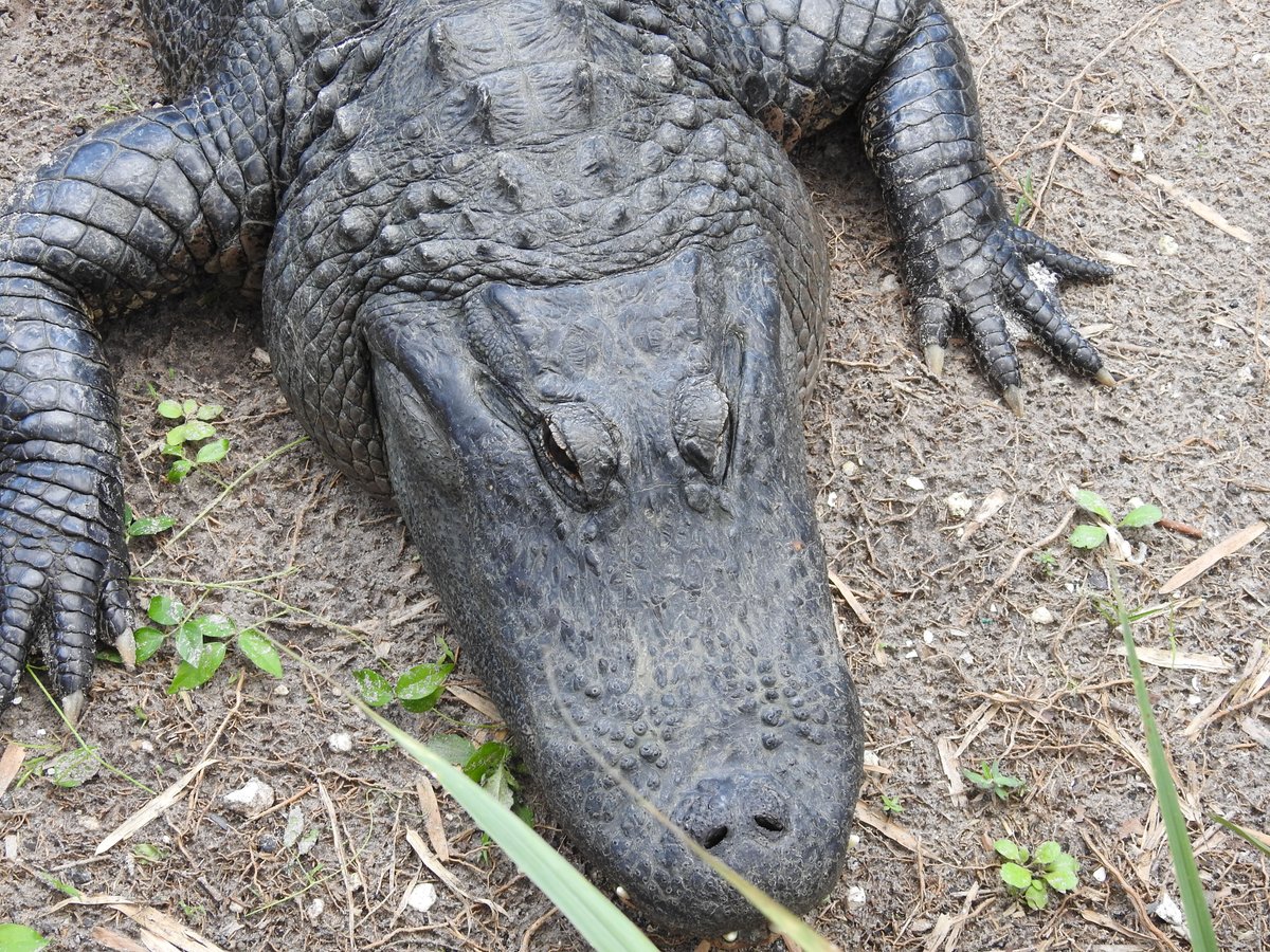 Very large gators at @WildFlorida today.