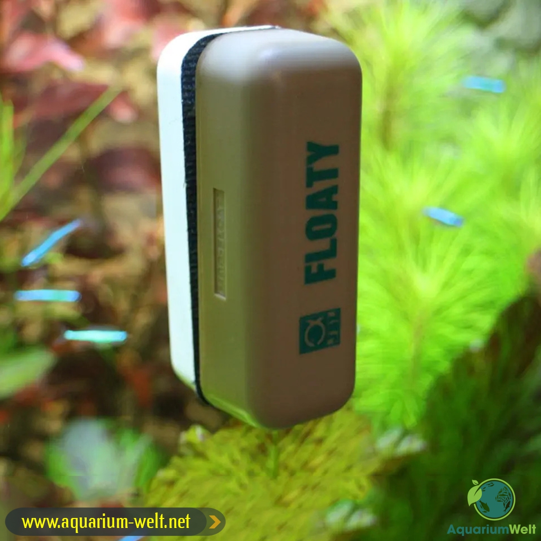 Für ein sauberes Aquarium sollten regelmäßig Arbeiten durchgeführt werden. Dazu gehört das Reinigen der Algen von den Scheiben. Hierfür ist der JBL Aqua-T Handy Klingenhalter eine gute Wahl. Besuchen Sie für Details > cutt.ly/X5vHrXe
.
.
#aqurium #aquaristik #Diskusfische