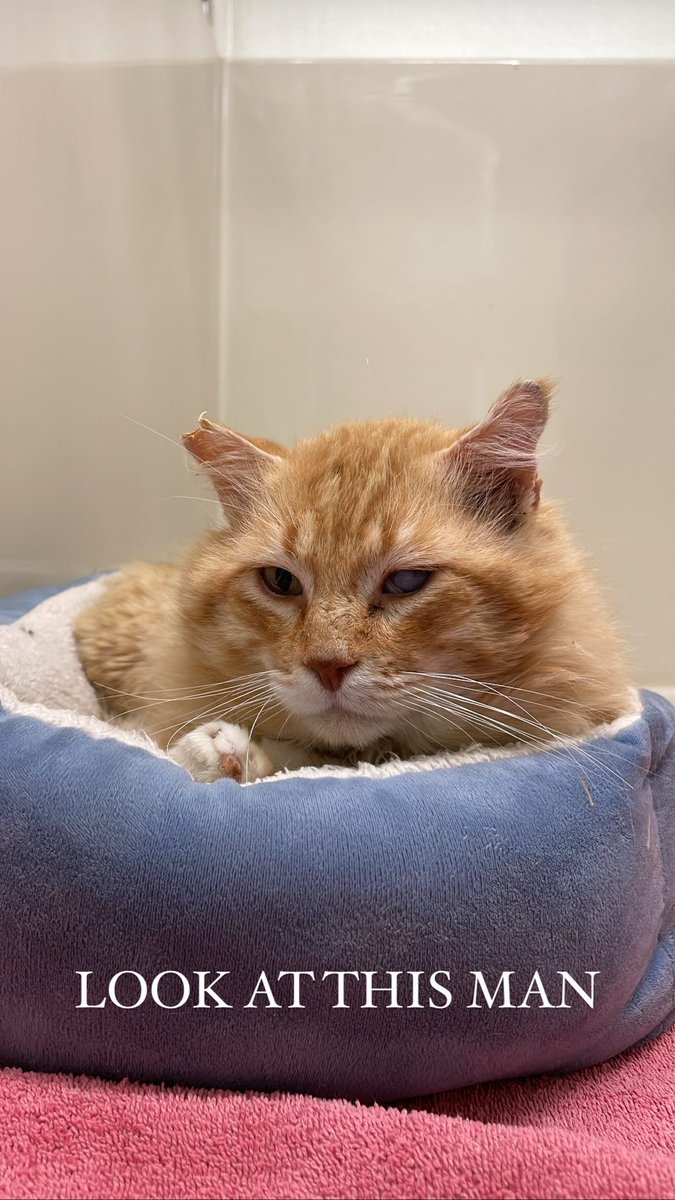 wecare_rescue's tweet photo. MEET QUINCY!
Located at WeCareAnimalRescue in St.Helena CA! This ex-tomcat wants nothing more than to lounge around and be fed good food. He has made it clear he is retired from outside life and just wants to sunbathe and be loved on
#CatsOfTwitter #catrescue #cat https://t.co/ui2PQko8hX