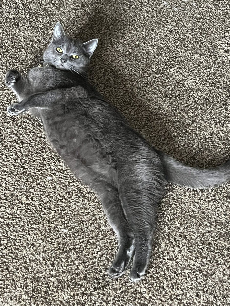ToebeanBrigade's tweet photo. 🐾 ʜᴇʟʟᴏ! ᴡᴇ ᴀʀᴇ ᴛʜᴇ ᴛᴏᴇʙᴇᴀɴ ʙʀɪɢᴀᴅᴇ, ᴀ ʟɪᴛᴛʟᴇ ꜰᴜʀ ꜰᴀᴍɪʟʏ ᴏꜰ ꜰᴏᴜʀ 🐾

💚 Loki, the Stinky One💚
🩷Freyja, the One in Charge 🩷
💛 Dandy, the Sweet One 💛
🩵 Gatsby, The Hypebeast 🩵 https://t.co/th92dP87dI