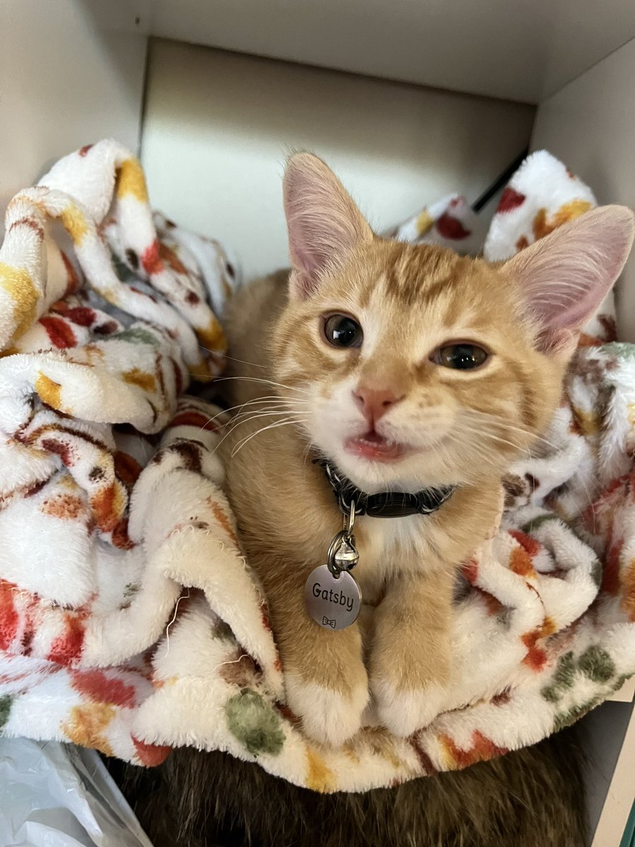 ToebeanBrigade's tweet photo. 🐾 ʜᴇʟʟᴏ! ᴡᴇ ᴀʀᴇ ᴛʜᴇ ᴛᴏᴇʙᴇᴀɴ ʙʀɪɢᴀᴅᴇ, ᴀ ʟɪᴛᴛʟᴇ ꜰᴜʀ ꜰᴀᴍɪʟʏ ᴏꜰ ꜰᴏᴜʀ 🐾

💚 Loki, the Stinky One💚
🩷Freyja, the One in Charge 🩷
💛 Dandy, the Sweet One 💛
🩵 Gatsby, The Hypebeast 🩵 https://t.co/th92dP87dI