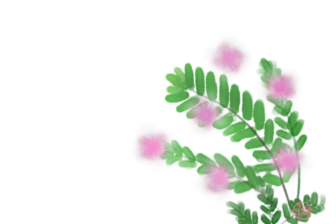 PIXTAさんに再投稿用に調整、修正した素材               含羞草(おじぎそう) #PIXTA 