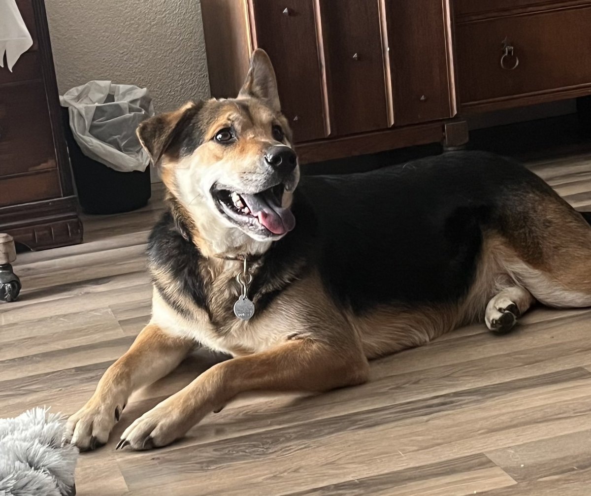letmeout55's tweet photo. In 2019 I was raped. I’ve stayed in the dark, locked house almost all the time since then. No hiking, being out at night, or feeling safe anywhere

I got a rescue GS dog who’d been in the shelter for a year. We have been healing each other’s hearts one hike at a time https://t.co/pjjoKS5cT8
