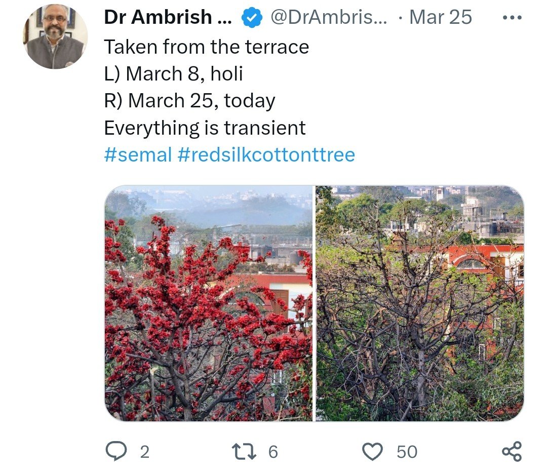 DrAmbrishMithal's tweet image. It's the same #semal #redsilkcottontree with blobs of cotton. 
March 8- Red flowers 
March 25- Black pods
April 25- cotton 

The red in the photo on the right comes from the now blooming #gulmohar behind the semal 🌳 

From the terrace
