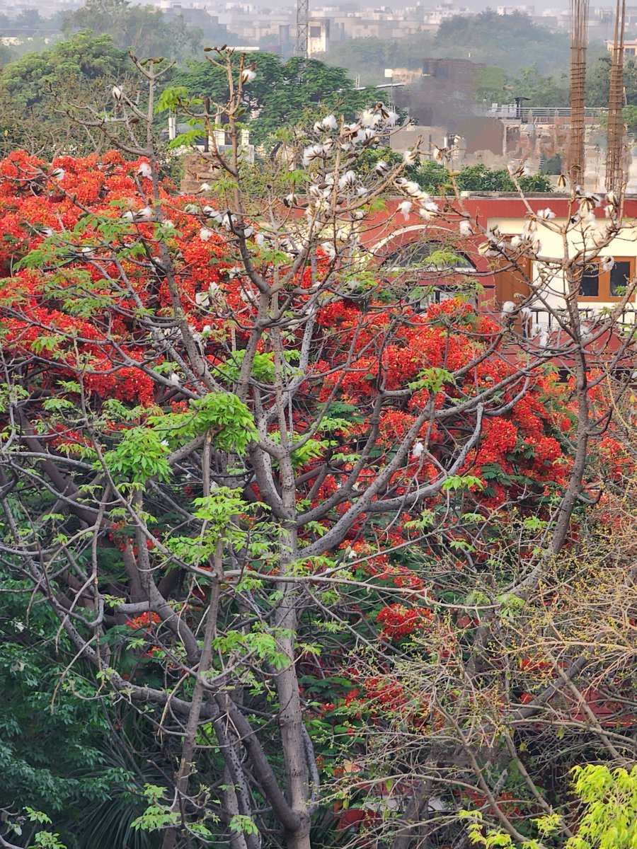 DrAmbrishMithal's tweet image. It's the same #semal #redsilkcottontree with blobs of cotton. 
March 8- Red flowers 
March 25- Black pods
April 25- cotton 

The red in the photo on the right comes from the now blooming #gulmohar behind the semal 🌳 

From the terrace
