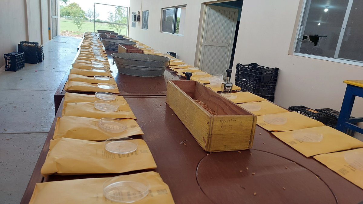 Zerihun_Wheat's tweet photo. The season #TableDancing/SeedSelection kicked off and targeting to select the #NextGeneration wheat elite lines. Great support from #2023BWIC trainees. https://t.co/dsW7e94jGd