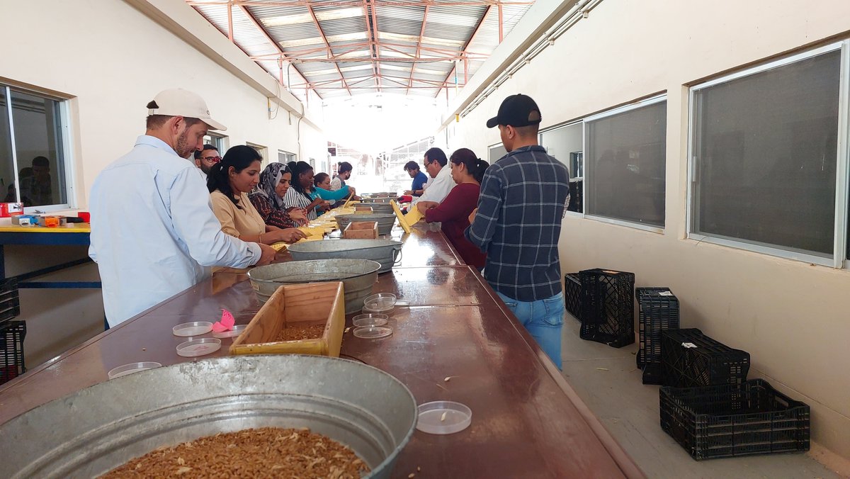 Zerihun_Wheat's tweet photo. The season #TableDancing/SeedSelection kicked off and targeting to select the #NextGeneration wheat elite lines. Great support from #2023BWIC trainees. https://t.co/dsW7e94jGd