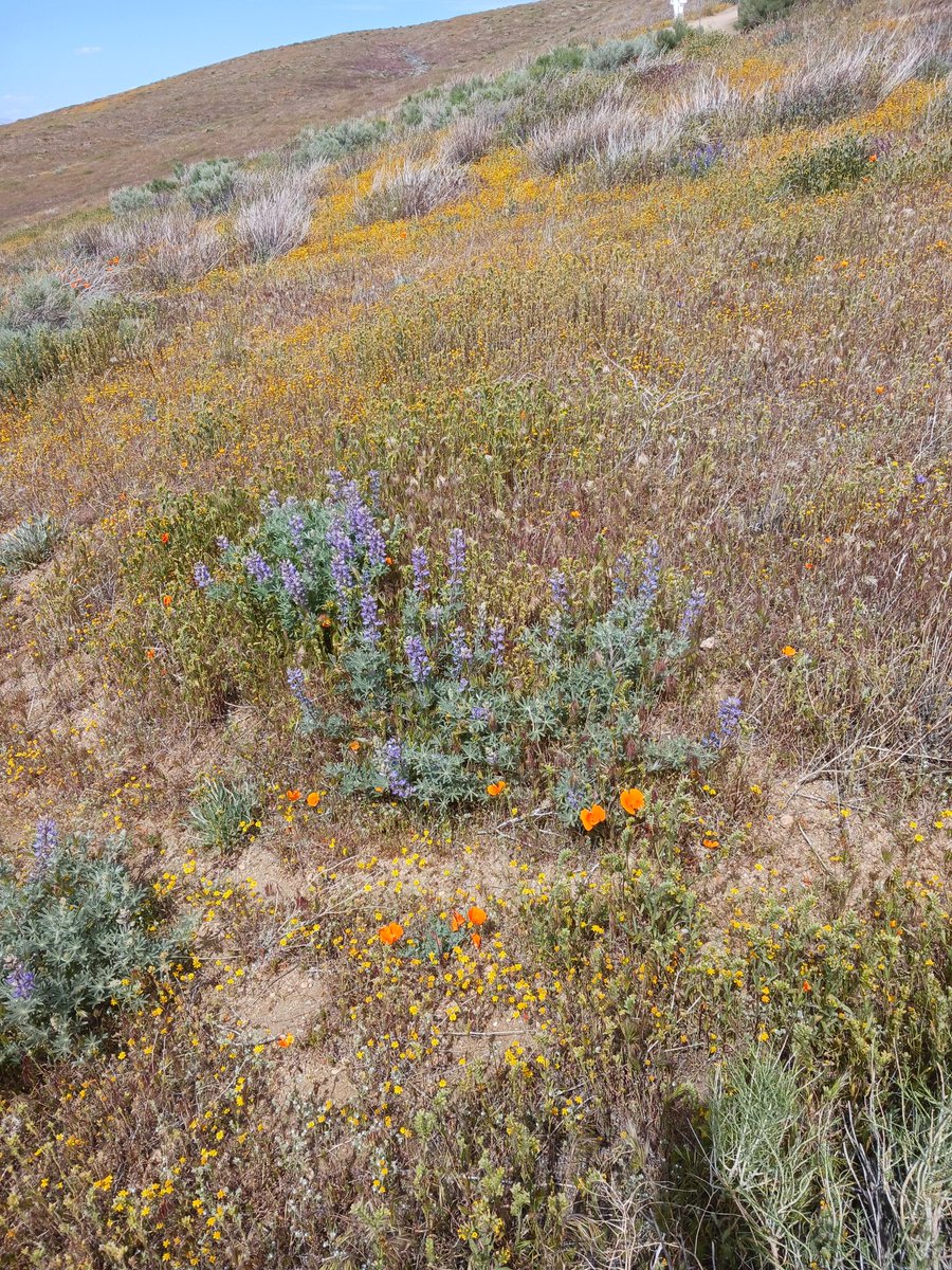 I saw a massive blue dick while looking for wood.