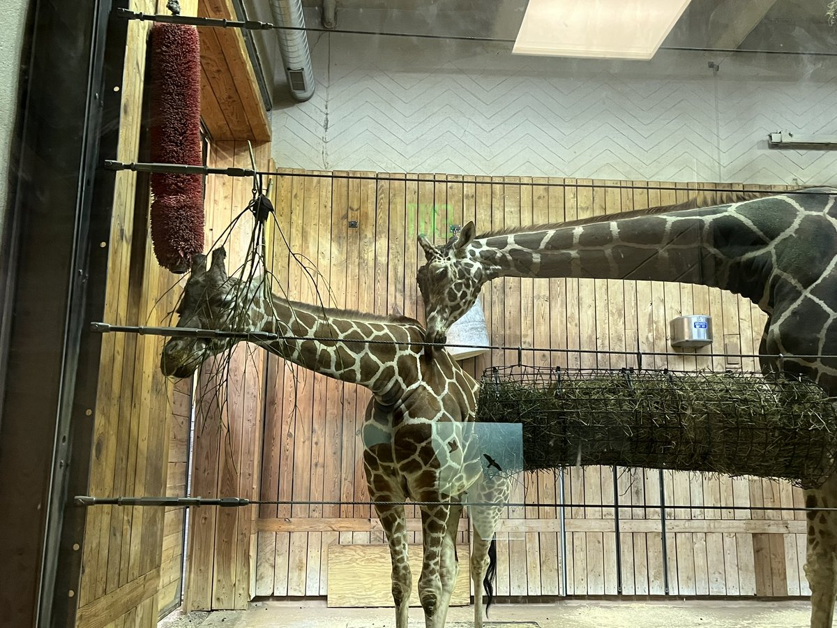 abergersclass's tweet photo. It’s always a fun time we go for a field trip to the @detroitzoo !  The animals were so active and we learned so much from the docents. https://t.co/gxpDfm1iaO
