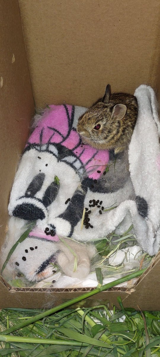 Ashley and Ryan of Beverly Mass. (bunny parents themselves) knew something was wrong when they saw this little lady in the middle of a parking lot.

After a difficult week recovering from a head injury, she's feeling like herself again &amp; heading back out into the world!🐰❤️