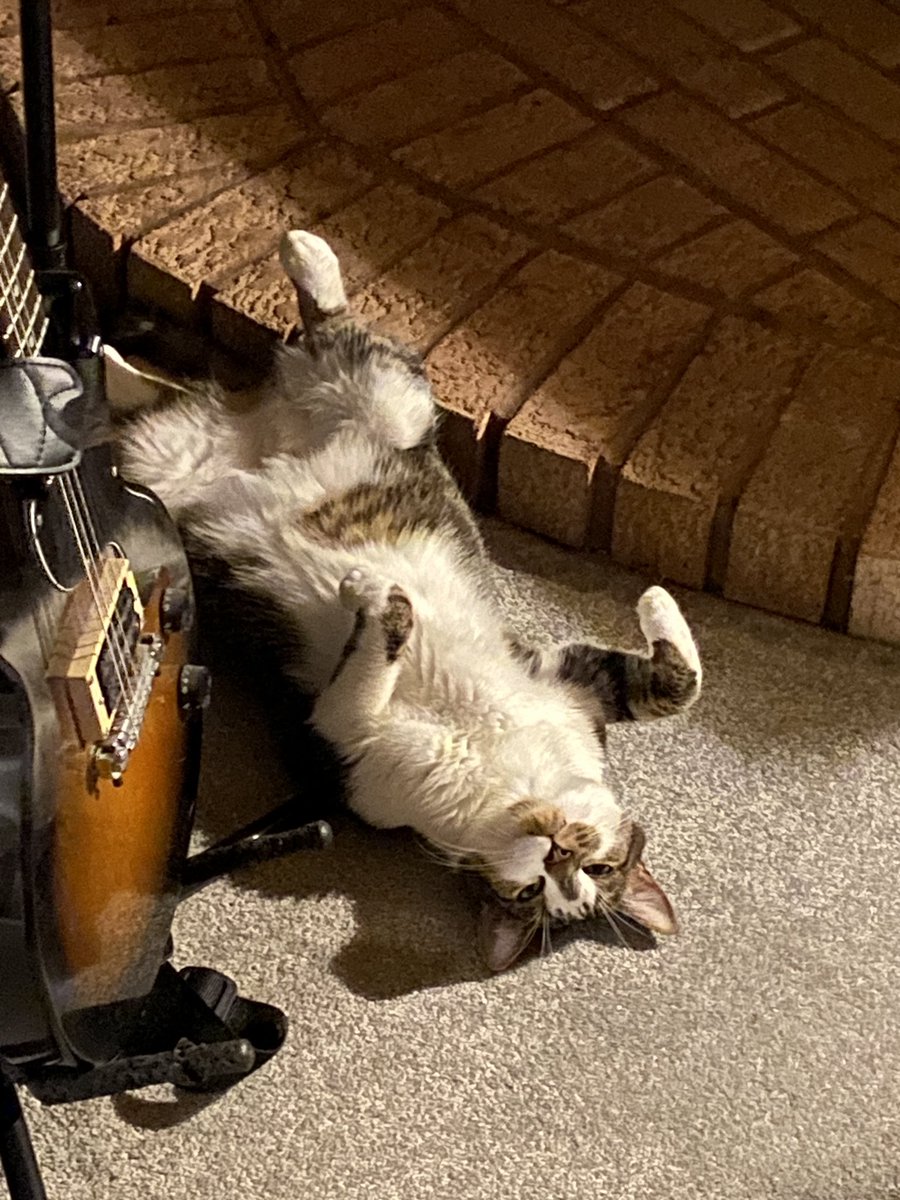 BradFergus0n's tweet photo. For making it immediately clear when I walk in the door youโve been โJust chillinโโ, thanks Charlie.
#ThanksCharlie #CatsOfTwitter https://t.co/Z9T92YYkYh