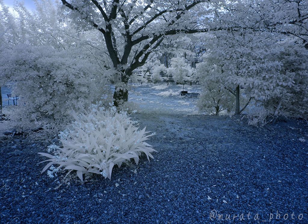 murata_photo's tweet image. 赤外の写真、無計画にレタッチしてアップしてたから・・・たぶん・・・上げ忘れてたやつ。
被ってたら、ごめん！
#ColorSwap