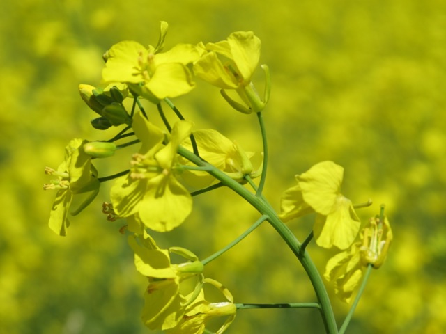 Australian canola growers/advisors take note: EU reduction in Haloxyfop means canola treated with haloxyfop should not be delivered or received into the grain handling system for canola segregations destined for export. Full Details tinyurl.com/4jyxyeda @AustOilseeds