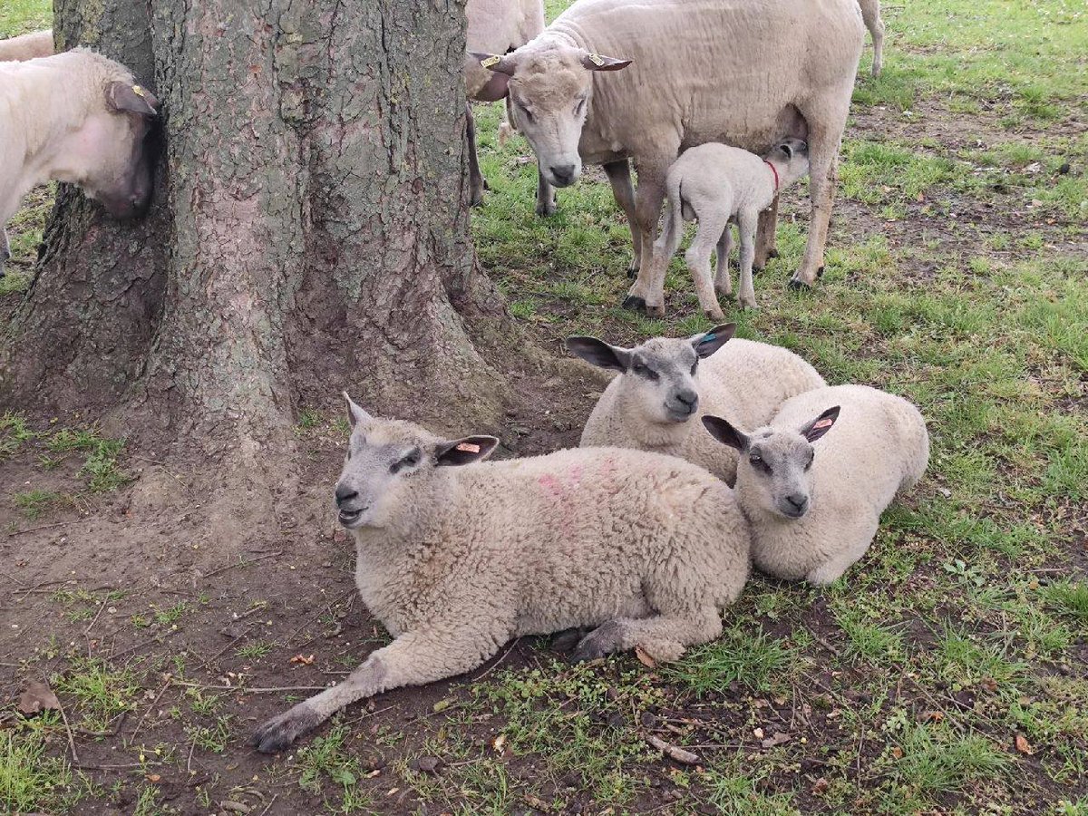 #Love is a four-legged word. #Animals😊