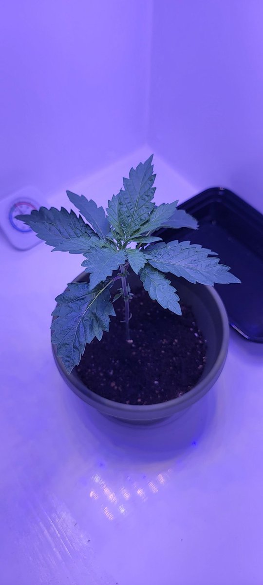 She definitely has shown some growth in the past 24hrs since the light distance adjustment #pinkruntz #pnwgrown #cannabisculture #CannabisCommunity #legalweed #HomeGrown