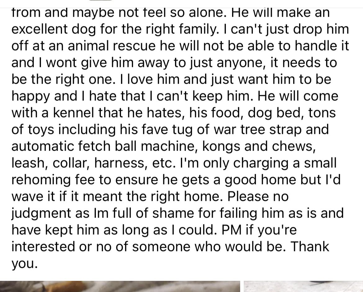 The number of people who get herding breeds (heeler, aussie, BC, etc.) simply because they’re “cute” as puppies, then have to rehome them not even a year later because the dog has become “too much” make me want to pull my hair out. DO. BETTER. 🤦🏼‍♀️