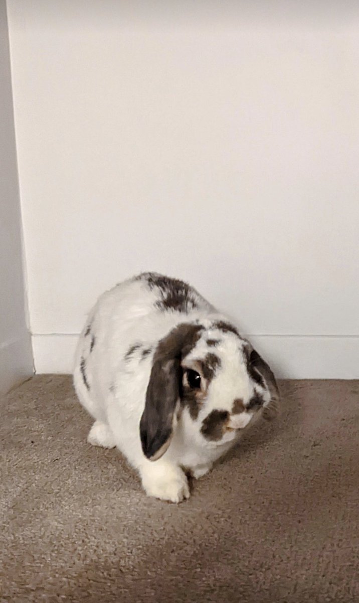 JoshBueckert's tweet photo. I did not expect today to be my last with Norm, my little best buddy. I'll put some cute pics in a thread. https://t.co/BFkeUDVutS