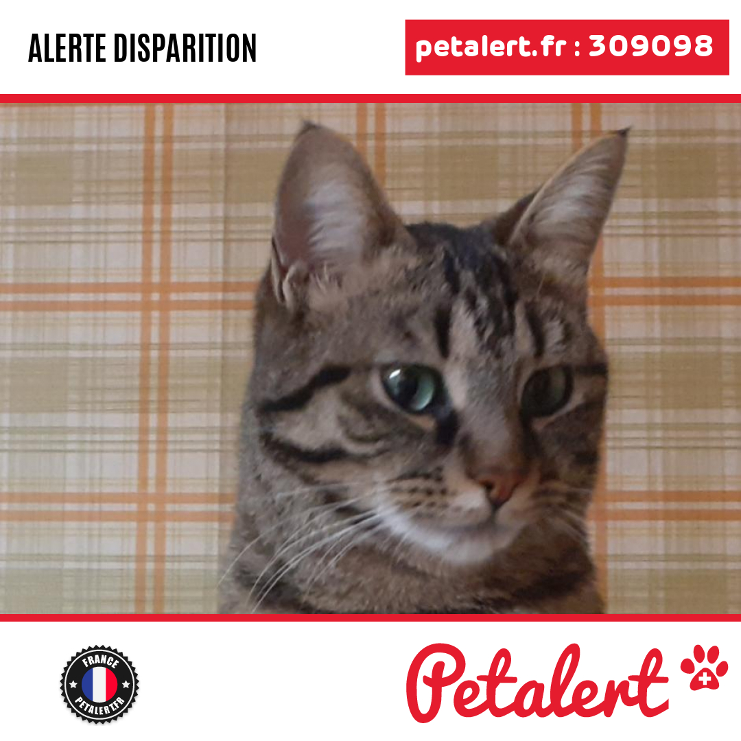 petalert_france's tweet photo. Disparu #Chat #Drome #SaintPaulTroisChateaux #Petalert #PetAlert26 / https://t.co/WOcAtzXF7g https://t.co/fh0de48sne